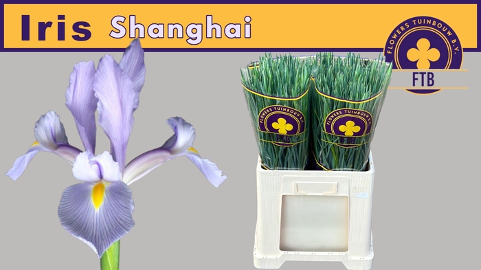 <h4>IRIS SHANGHAI</h4>