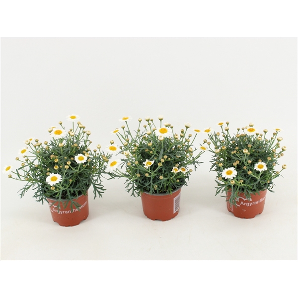 <h4>Argyranthemum frutescens La Rita White</h4>