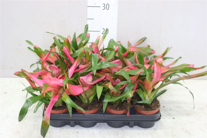 <h4>Neoregelia Roze</h4>
