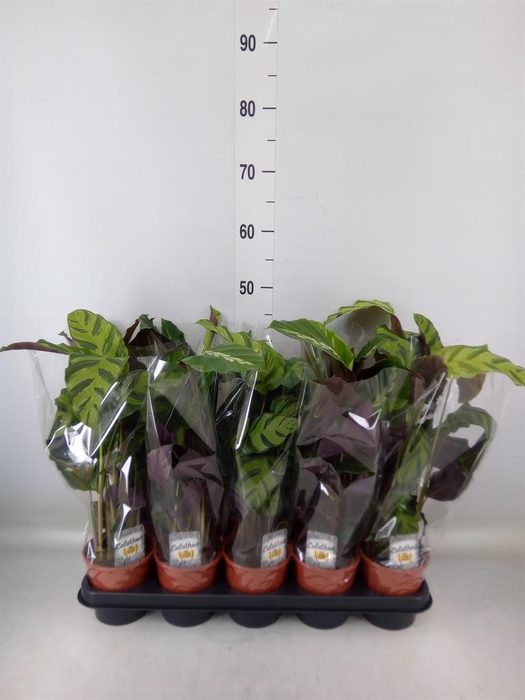 <h4>Calathea ...mix 2</h4>