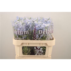 Delph En Ballkleid Pale Blue