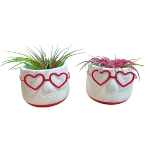ARR TILLANDSIA