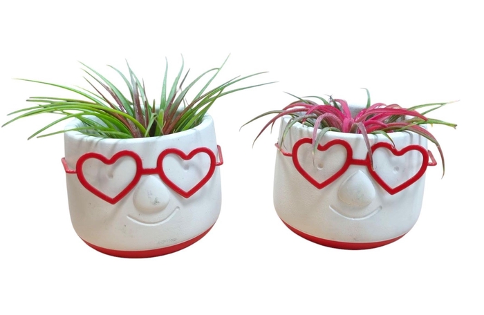 <h4>ARR TILLANDSIA</h4>