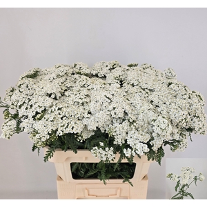 ACHIL M WHITE BEAUTY