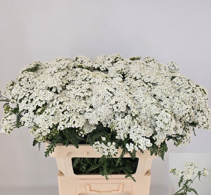 <h4>ACHIL M WHITE BEAUTY</h4>