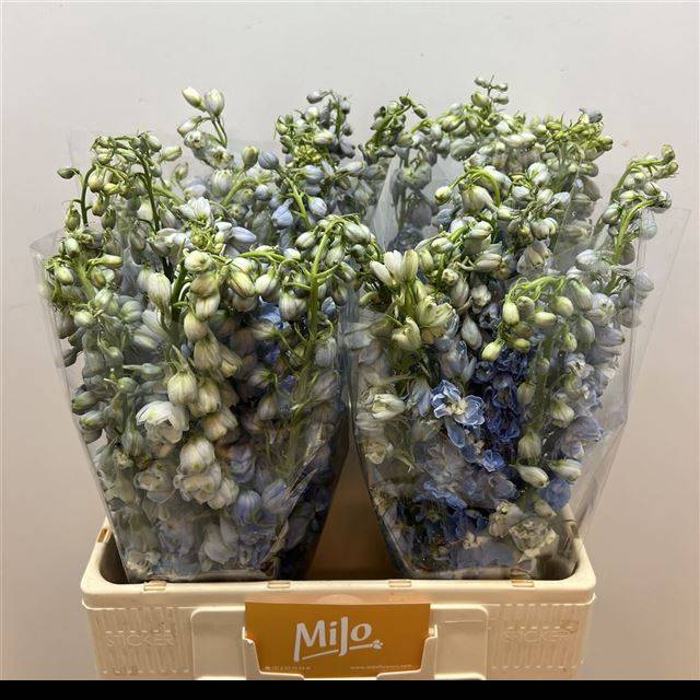 <h4>DELPH EN M SKY BLUE</h4>