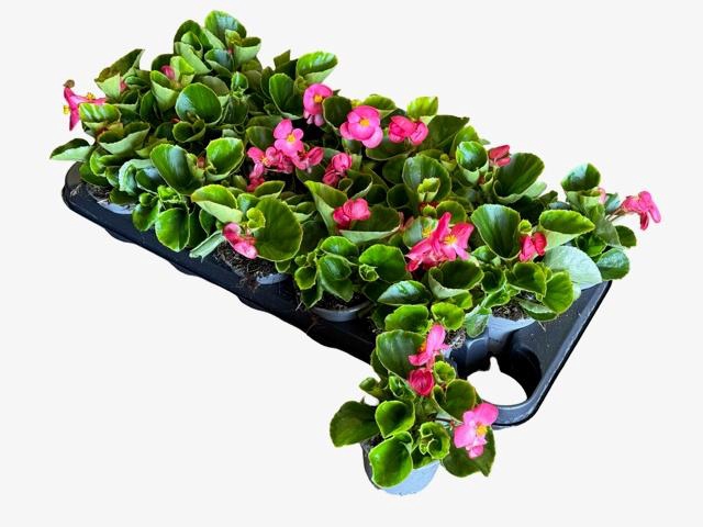 <h4>BEGO SE VOL PINK</h4>