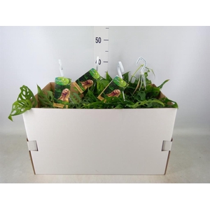 Monstera obliqua 'Leichtlinii'