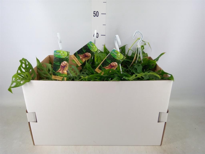 <h4>Monstera obliqua 'Leichtlinii'</h4>