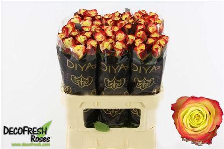 <h4>R Gr Eagle Eye</h4>