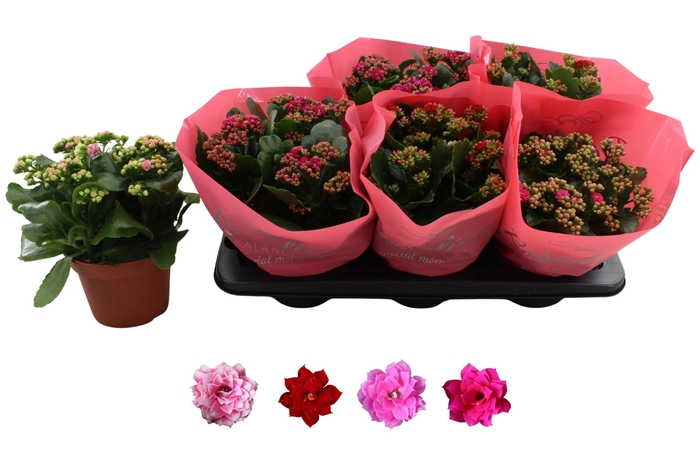 <h4>KAL GE RO GEM 4 KL</h4>