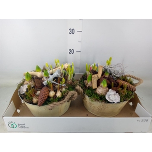 Arr.   Bol/Knolgewas L%