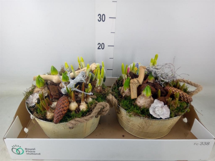 <h4>Arr. Bol/Knolgewas L%</h4>