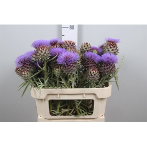 Cynara Cardunculus