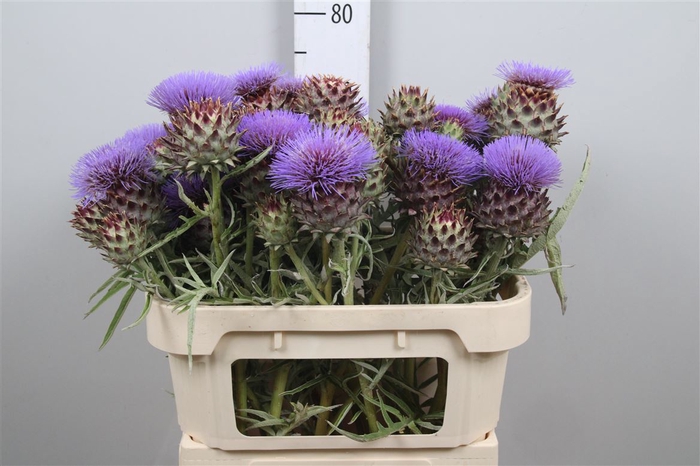 <h4>Cynara Cardunculus</h4>