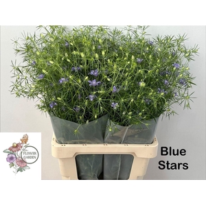 Nigella Blue Stars