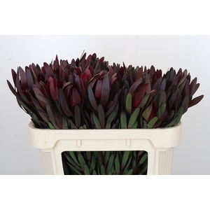 Leucadendron Saf Sunset Dark R.