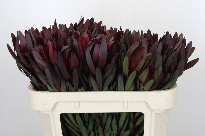 Leucadendron Saf Sunset Dark R.