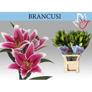 LI OT BRANCUSI