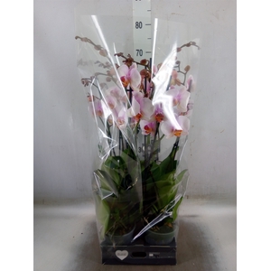Phalaenopsis  'Anthura Madrid'