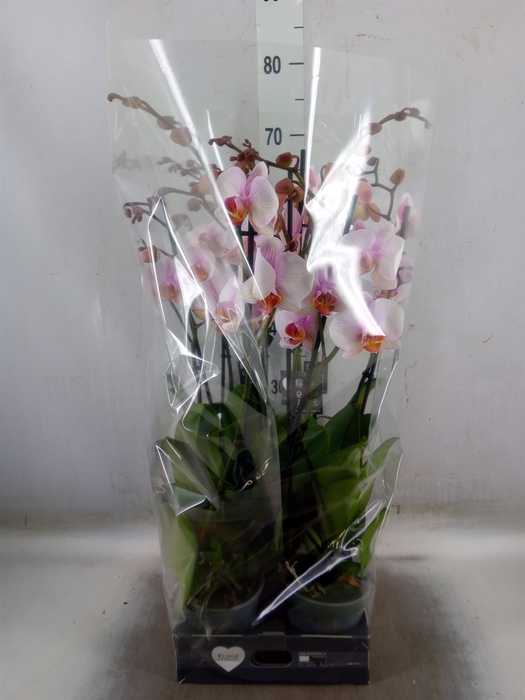 <h4>Phalaenopsis  'Anthura Madrid'</h4>