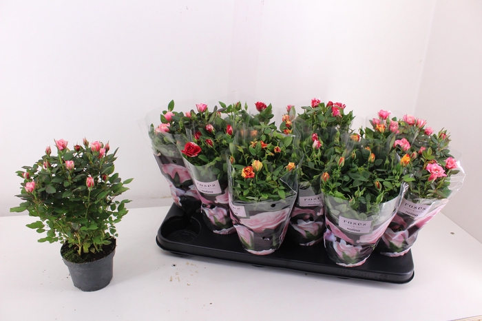 <h4>RO VICTORY GEM</h4>