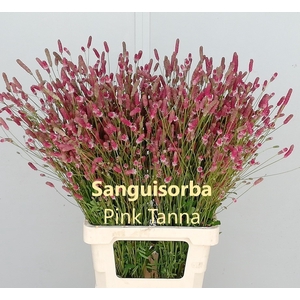 SANG OF PINK TANNA
