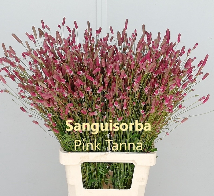 <h4>SANG OF PINK TANNA</h4>