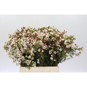 Chamelaucium Moonlight Delight