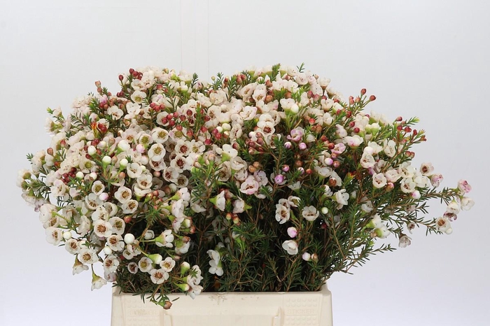 <h4>Chamelaucium Moonlight Delight</h4>