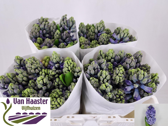 <h4>HYAC DELFT BLUE</h4>