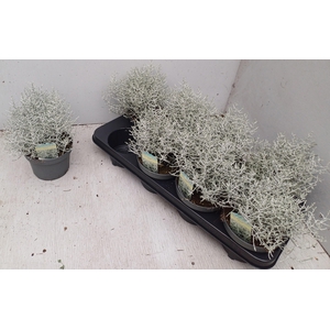LEUCOPH BROWNII