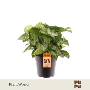 Syngonium Arrow