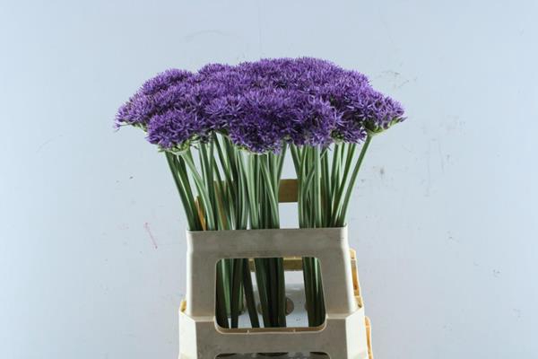 <h4>Allium Violet Beauty</h4>