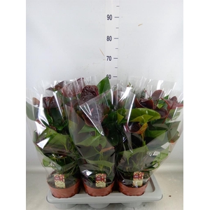 Anthurium andr. 'Essencia'