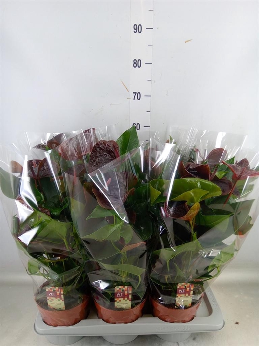 <h4>Anthurium andr. 'Essencia'</h4>
