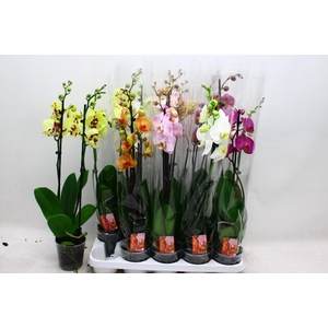 PHAL GEM