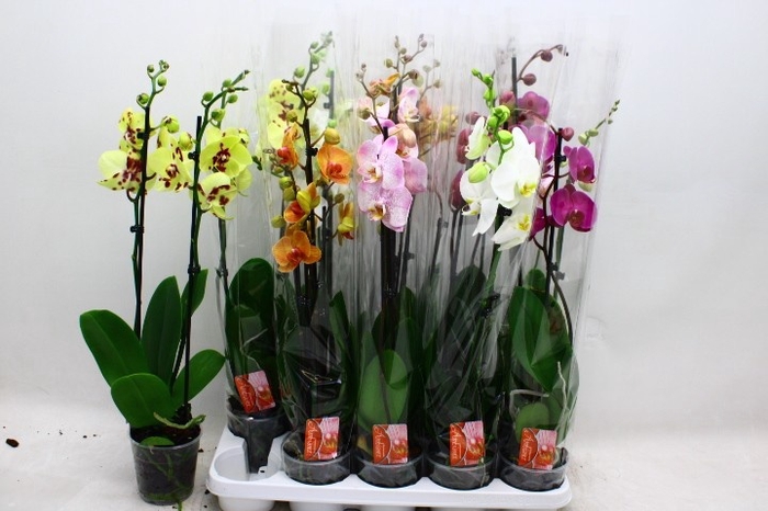 <h4>PHAL GEM</h4>
