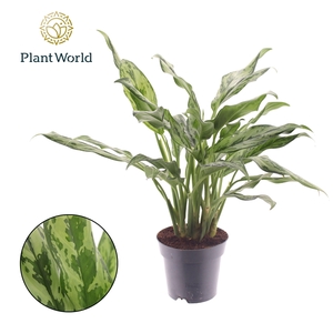 Aglaonema Juliette