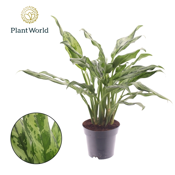 <h4>Aglaonema Juliette</h4>
