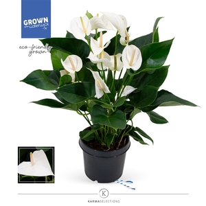 Anthurium - KARMA White | 21cm