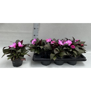 IMPAT ORCHID FLAME