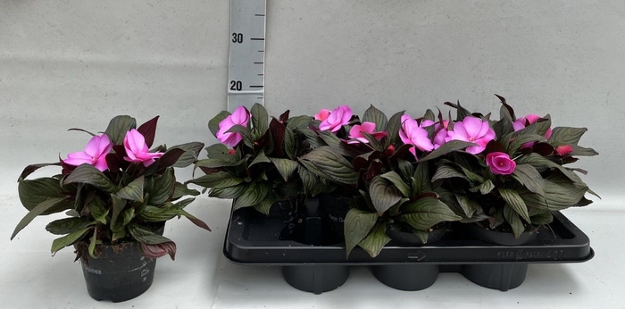 <h4>IMPAT ORCHID FLAME</h4>