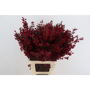 CYTISUS BOSKOOP RUBY BORDEAUX