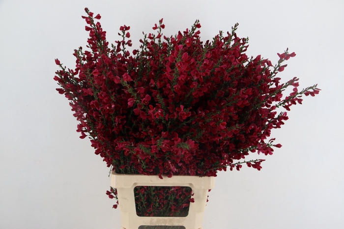 <h4>CYTISUS BOSKOOP RUBY BORDEAUX</h4>