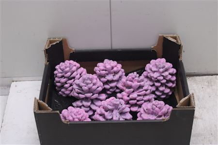 <h4>F-pinea Glitters Pink Roze</h4>