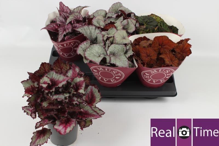 <h4>BEG BEL GEM</h4>