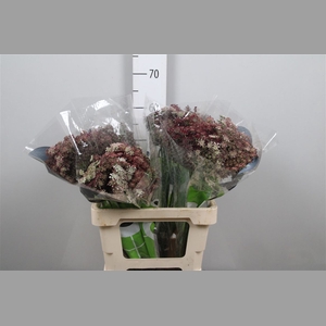 Daucus Carota Dara