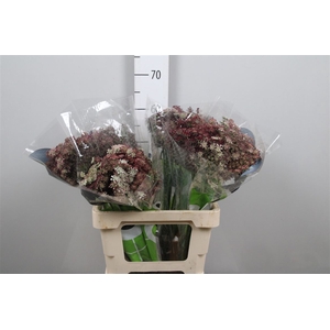 Daucus Carota Dara