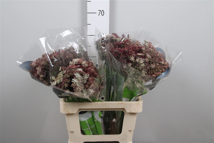 <h4>Daucus Carota Dara</h4>